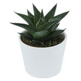 Hei Haworthia - 5er Sukkulenten-Mix