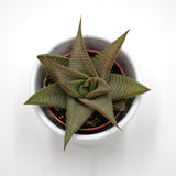 Haworthia limifolia Roux - 5,5cm
