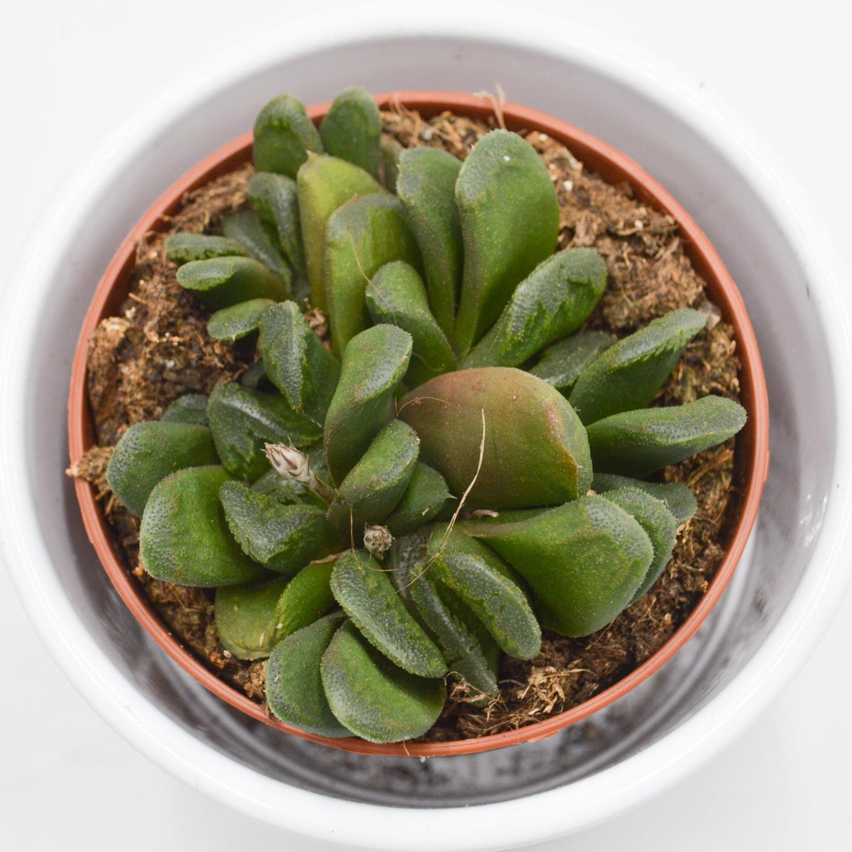 Haworthia maughanii x truncata - 8,5cm