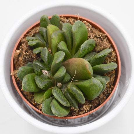 Haworthia maughanii x truncata - 8,5cm