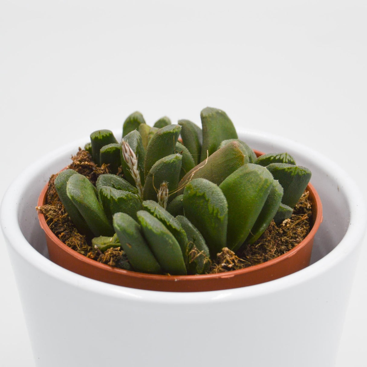 Haworthia maughanii x truncata - 8,5cm