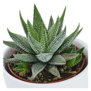 Hei Haworthia - 3er Sukkulenten-Mix
