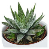 Hei Haworthia - 3er Sukkulenten-Mix