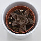 Haworthia pygmaea - 5,5cm