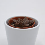 Haworthia pygmaea - 5,5cm