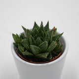 Haworthia reticulata - 5,5cm