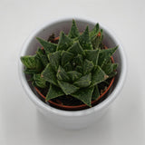 Haworthia reticulata - 5,5cm