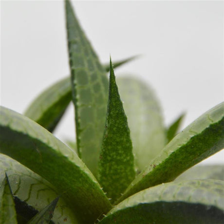 Haworthia venosa subsp. tessellata - 6cm
