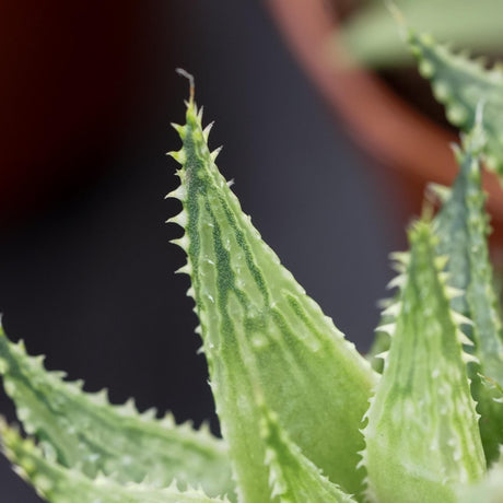 Haworthia Vivaldi - 5,5cm