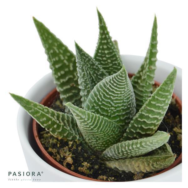 Hei Haworthia - 3er Sukkulenten-Mix