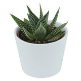 Hei Haworthia - 5er Sukkulenten-Mix