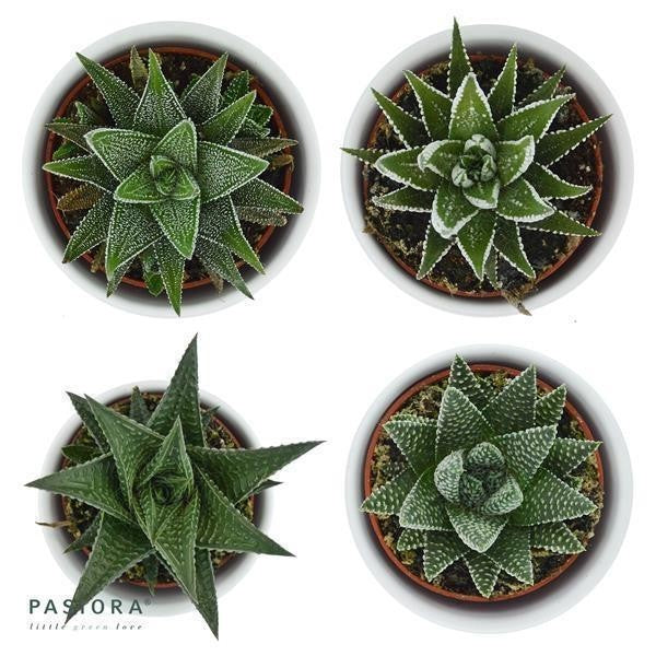 Hei Haworthia - 3er Sukkulenten-Mix