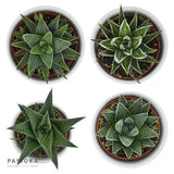 Hei Haworthia - 3er Sukkulenten-Mix