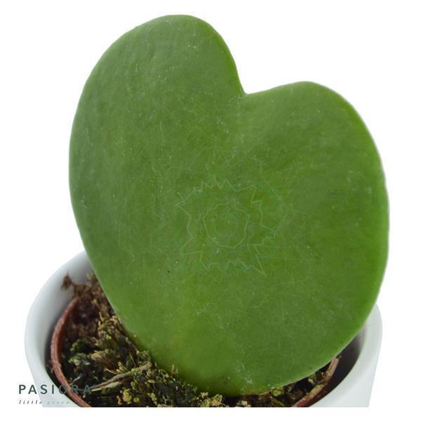 Hoya kerrii - 6cm