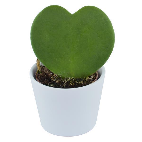 Hoya kerrii - 6cm