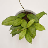 Hoya krohniana Eskimo - 12cm