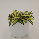 Hoya wayetii tricolor f. variegata - 12cm