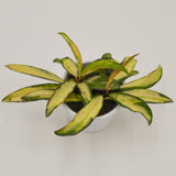 Hoya wayetii tricolor f. variegata - 6cm