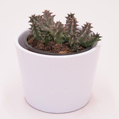 Huernia confusa - 8cm