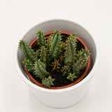 Huernia hystrix - 8cm
