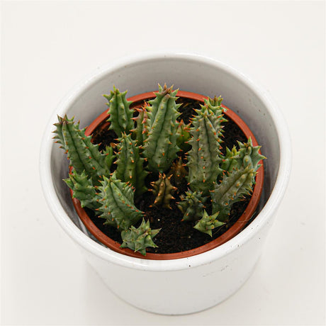 Huernia hystrix - 8cm