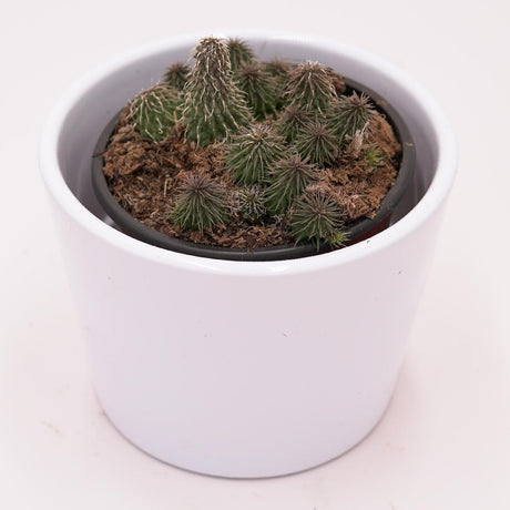 Huernia pillansii - 8cm