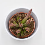 Huernia schneideriana Predator Red - 8cm