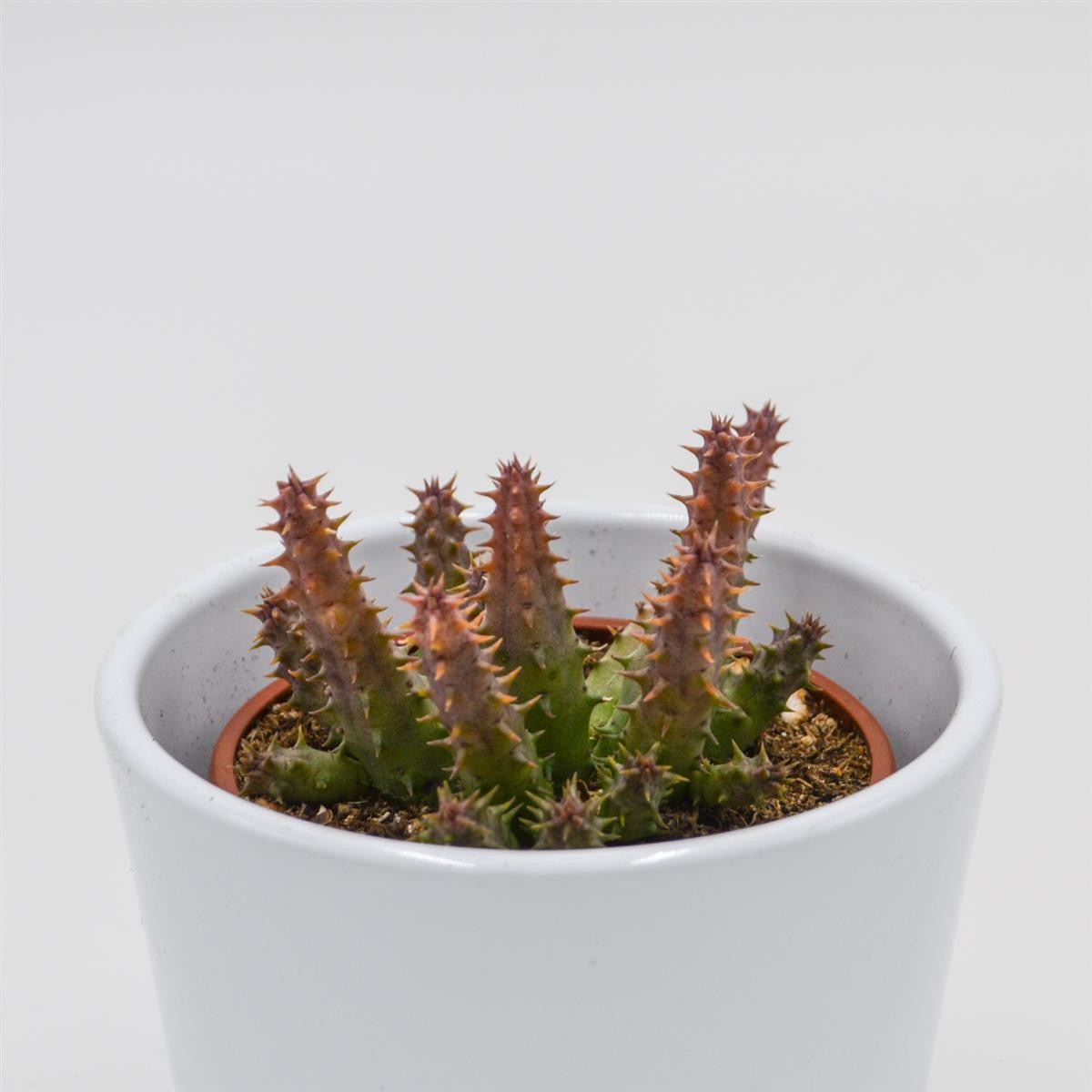 Huernia schneideriana Predator Red - 8cm