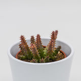 Huernia schneideriana Predator Red - 8cm