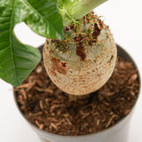 Jatropha podagrica - 14cm