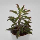 Kalanchoe Pink Butterfly - 8,5cm