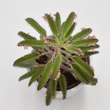 Kalanchoe Pink Butterfly - 8,5cm