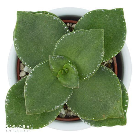 Crassula lactea - 6cm