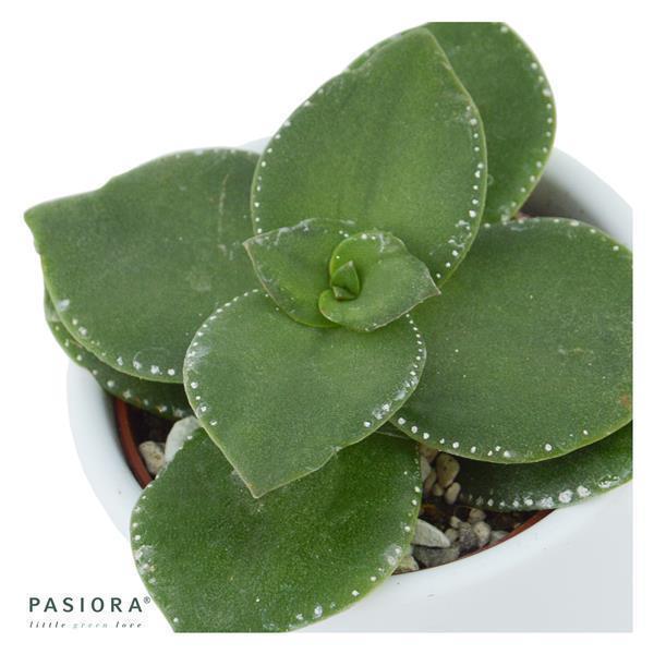 Konnichiwa Kalanchoe, 3 Stück