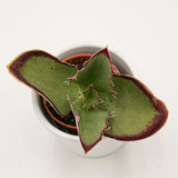Kalanchoe synsepala - 5,5cm