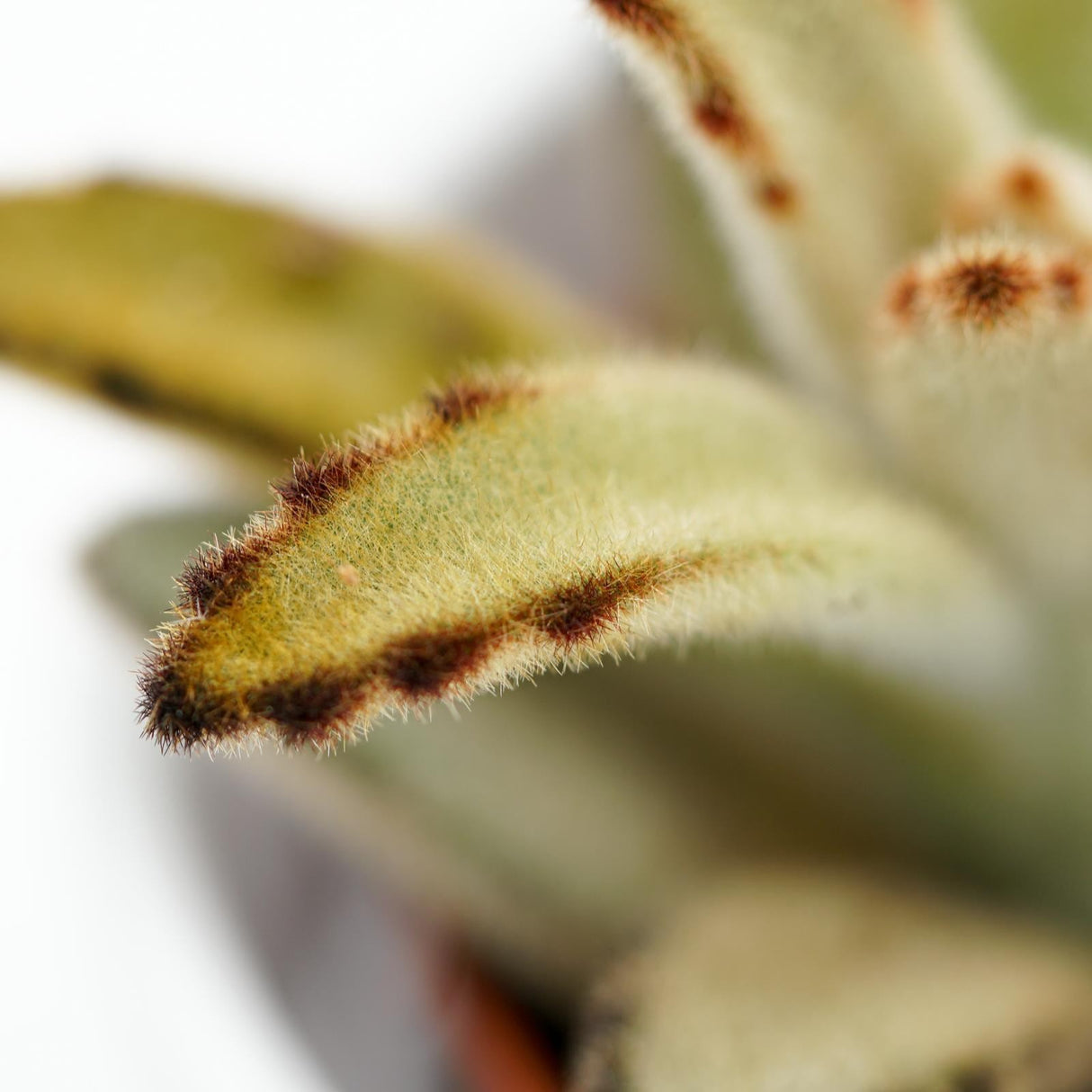 Kalanchoe tomentosa Chocolate Soldier - 6cm