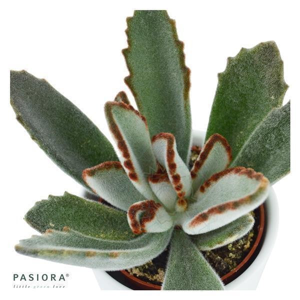Kalanchoe tomentosa - 6cm