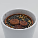 Lithops ssp. - 5,5cm