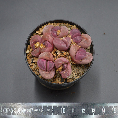 Lithops optica Rubra