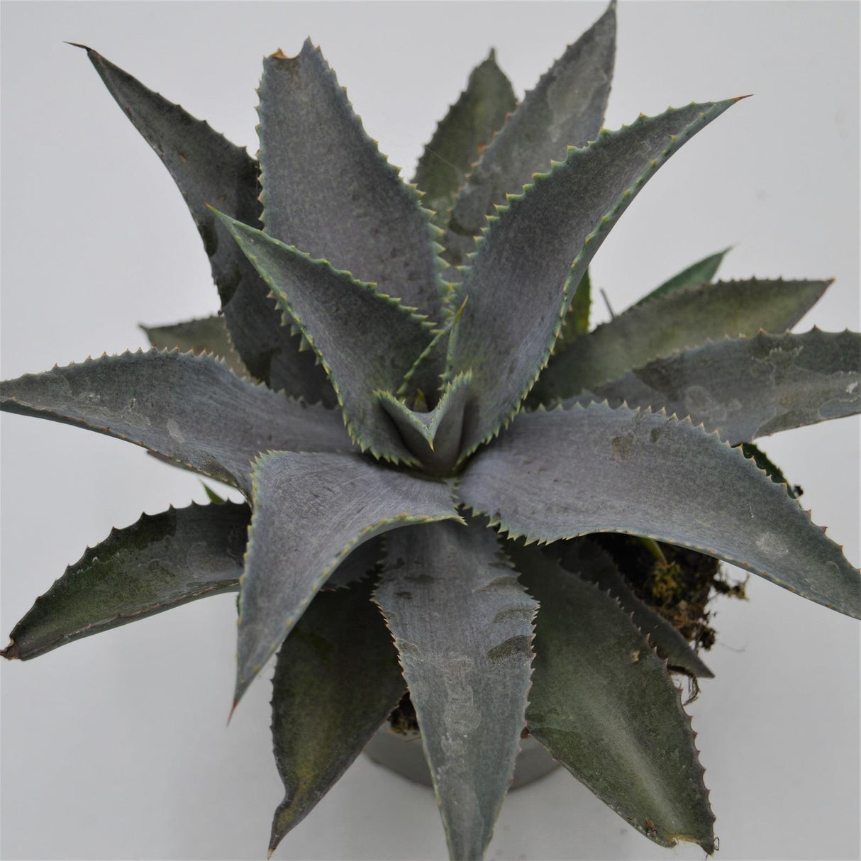 x Mangave Silver Fox - 13cm