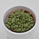 Monanthes muralis - 5,5cm