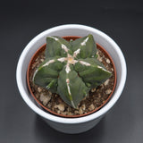 Astrophytum myriostigma f. nuda f. monstrose - 10,5cm