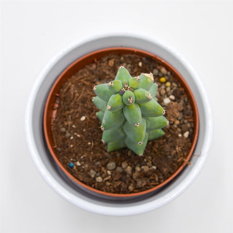 Myrtillocactus geometrizans Fukurokuryuzinboku / Boobie Cactus - 10,5cm