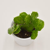 Opuntia brasiliensis - 6cm