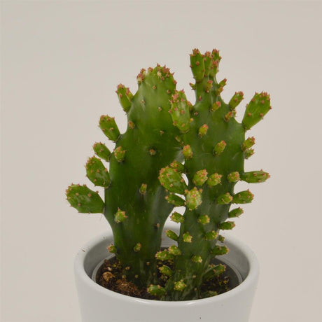 Opuntia rufida - 6cm