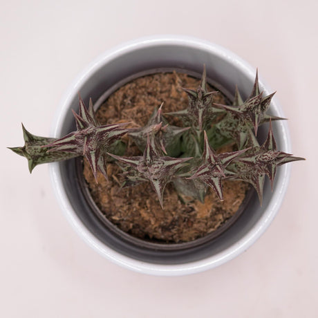 Orbea decaisneana subs. hesperidum - 8cm