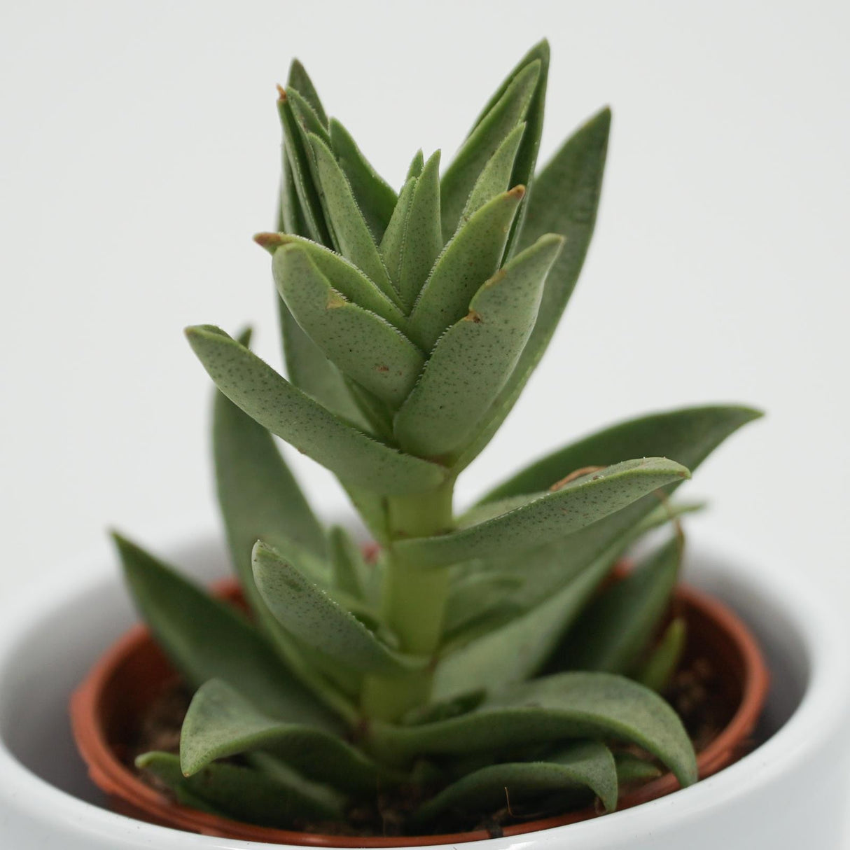 Crassula capitella Sharktooth - 5,5cm