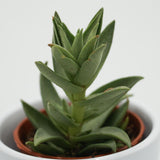Crassula capitella Sharktooth - 5,5cm