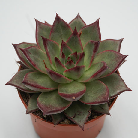 Echeveria Electra - 10,5cm