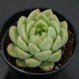 Echeveria Malgan x Queen